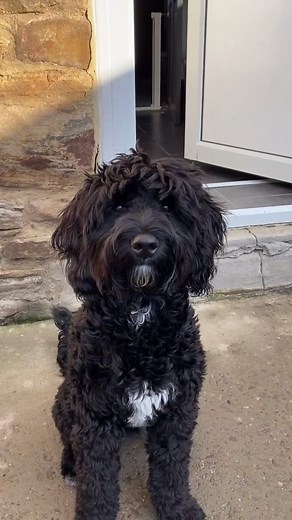 Mini Springerdoodle Full Grown: Growing from 11 Weeks to 8 Months