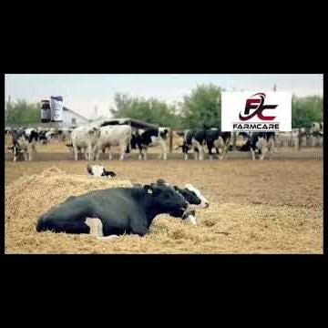 🐄 Best Multivitamin Injection for Cattle | ADEB-H INJ