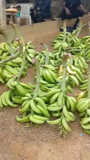 🇬🇦 Appel à l’aide pour la jeunesse gabonaise 🇬🇦 Nous, jeunes gabonais, avons décidé de retrousser nos manches et de travailler la terre plutôt que de tendre la main ou de nous dévaloriser pour survivre. La terre ne ment jamais, et aujourd’hui, nous en avons la preuve avec une production de 10 hectares de bananes bio cultivées avec courage et détermination dans le village de Roungoula (département du Komo-Kango). 🍌🌱 Mais voilà… sans moyens pour transporter cette production de la brousse ver
