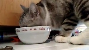 82K views · 39 reactions | Hi friends, do you like my jumping abilities? | Booboo | Facebook