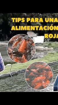 Tips para una adecuada alimentación en Tilapia Roja