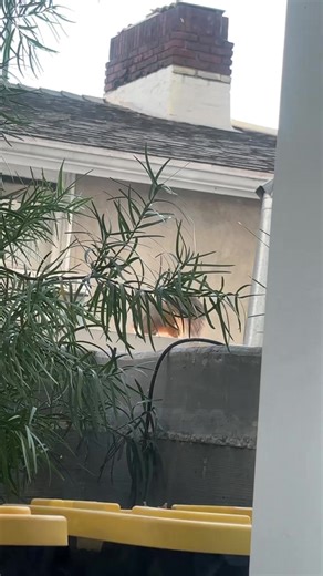 gonna test myself like dat squirrel #fypシ