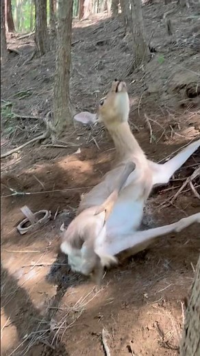 あ！鹿だ！