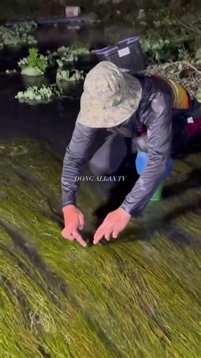 Amazing Hand Fishing in the River at Night | Catching Big Fish in Water Plants #shortselling