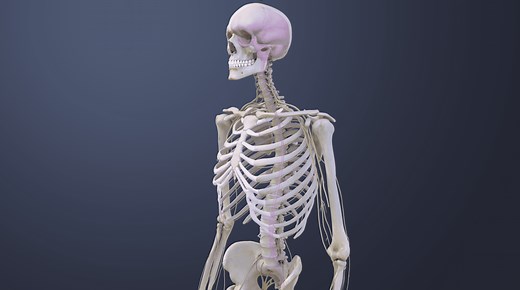 Spinal Cord and Spinal Nerves: What is the Difference? Animation