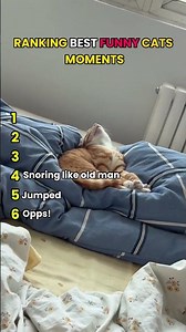 Ranking Best funny cat moments #cats #cat #catvideos#ranking