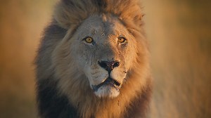 BBC Two - Big Cats 24/7 - Making Big Cats 24/7: A new format