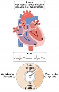 🫀Cardiac Cycle ⚫️ Struggling with EKG rhythms interpretation ? Learn & Practice and test your knowledge here 👉 https://lnkd.in/g55nv7N ⚫️ Learn advanced arrhythmia course with ANCC Accredited CE Credits 👉 https://lnkd.in/ebxd9jyx #ECG | EKG Central