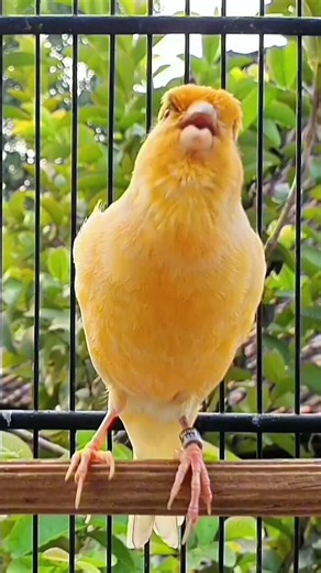 Canary Bird Animal Sound | Sweet Singing Canary Voice | short Animal Video #shot
