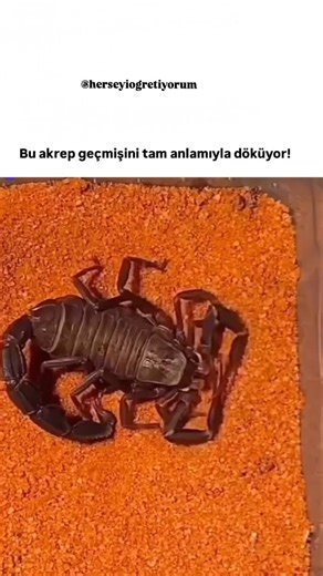 Her Şeyi Öğretiyorum on Instagram: ", akrepler kabuk değiştirir. Bu süreç "ekdisis" olarak adlandırılır ve akreplerin büyümek için eski dış iskeletlerini (kabuklarını) terk etmelerini sağlar. Akrepler, belirli bir büyüklüğe ulaşana kadar bu kabuk değiştirme sürecini birkaç kez tekrar ederler. Bu süreç, genellikle akrebin büyüdükçe eski kabuğun dar gelmesi sonucu meydana gelir. Kabuk değişimi sırasında akrep oldukça savunmasızdır ve bu yüzden korunaklı bir yerde bu süreci tamamlamaya çalışır. @he