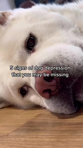 Signs of Dog Depression: Understanding Your Pet's Behavior