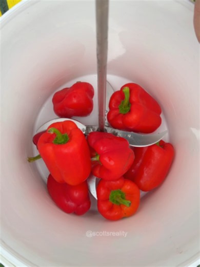 Chopper vs. Red Bell Peppers! | Chopper