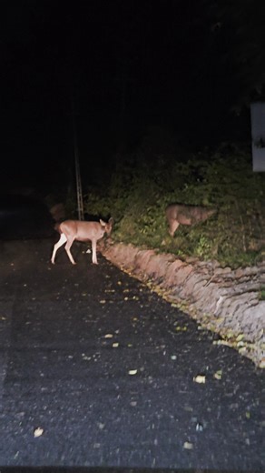 Are Thenmala guys foreigners? #thenmala #pathanamthitta #wildlife #nightride #sambardeer