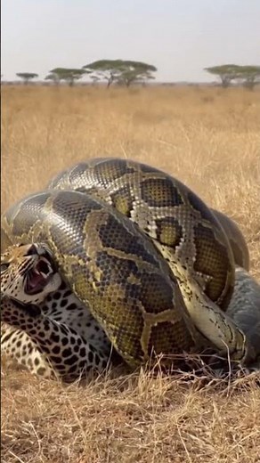 😱Unbelievable Python Attacks Leopard in the African Savanna – Battle! #AnimalFight#Preda