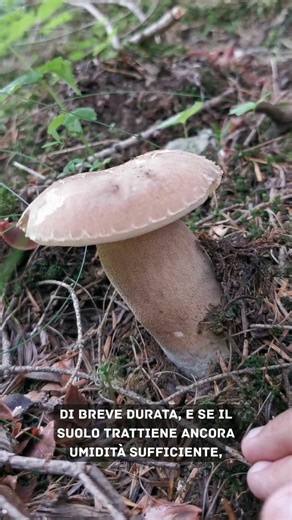 In estate, in abetaia alpina, con clima asciutto, #Boletus aestivalis può sorprenderci! #funghi