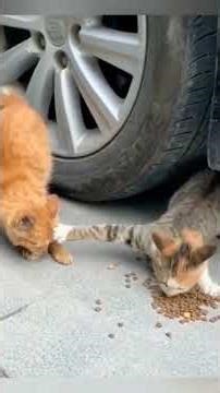 Funny Animals 2025Funny Cats video part-6 #funnyanimalvideos... #Shorts #funny_animal_videos_1