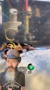 2.5M views · 57K reactions | Hatching a leopard gecko! *FULL VIDEO* | The Molinaro Snake Lab | Facebook