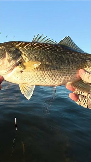 Nonstop Bite at Lake Perris | 03.02.2026 | Fish 12 of 27