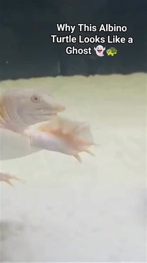 POV: Albino softshell turtle staring like "feed me now" 😂 This rare albino morph of the Chinese softshell turtle has pinkish-white skin and striking red eyes due to albinism. In the wild, sunlight would be a big challenge, but in a tank? Total glow-up! Pro tip: They need super clean water and plenty of swimming space—these guys are speedy swimmers! 🏊‍♂️ Tag a friend who needs this cuteness in their feed! 💕🐢 #AlbinoTurtle #TurtleFacts #AquariumLife #ReptileLovers | AQUA VISTA