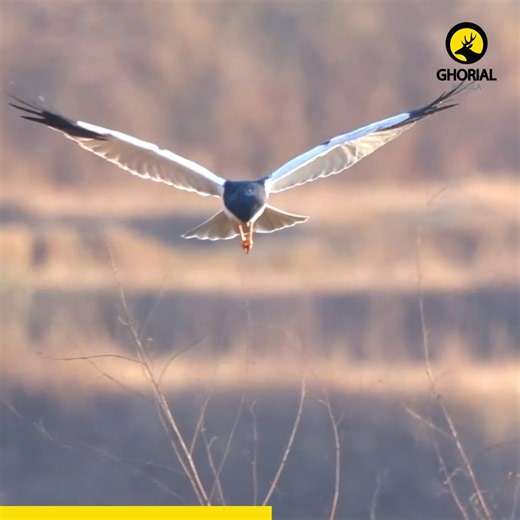 6.1K views · 285 reactions | Pied Harrier - রাখাল ভুলানি: সাদা-কালো...