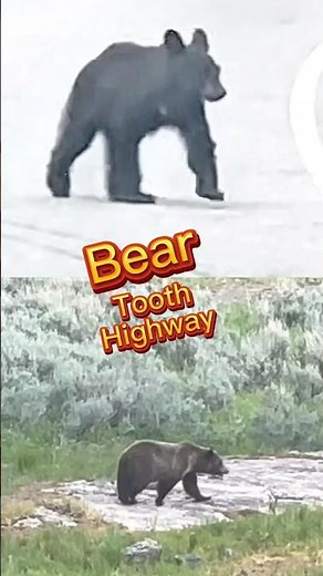 Beartooth Highway Scenic Byway #bears #wildlife