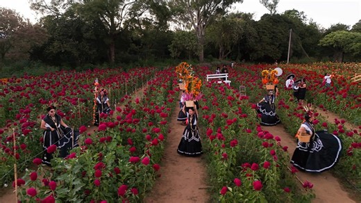 36K views · 432 reactions | Flores que guían el alma: el camino del...