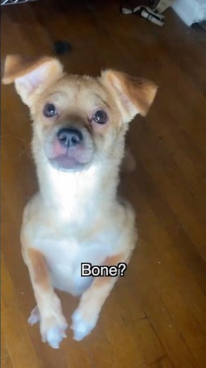 It's a ruff day when the truth comes out. 🦴 #AlexaPlus @ring