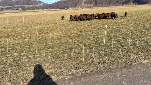 Abl. Schafe - Evaluation