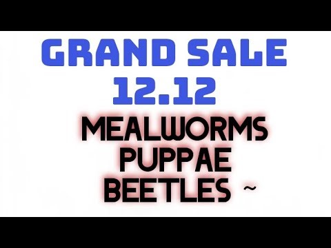 Never Pay Full Price Again! My 12.12 Insect Auction is LIVE!