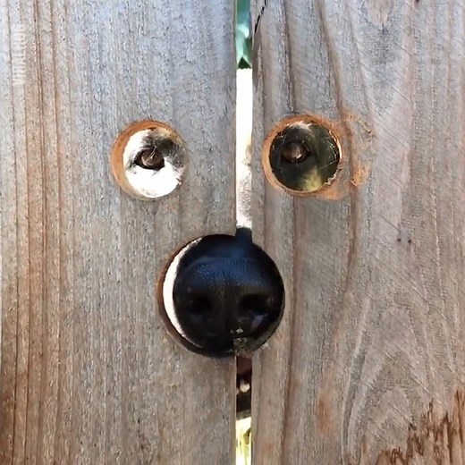 1.3M views · 28K reactions | 'We cut a peep hole in our fence so my neighbors dog can look into our garden'  | LADbible | Facebook