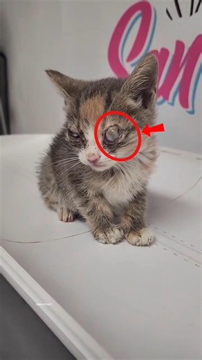 Why Are Newborn Kittens’ Eyes Opened Like This 🐱👀