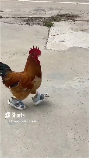 cock style of walk|walking style|style of walking