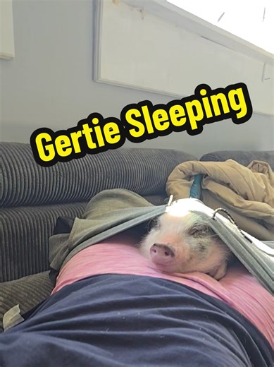 Why Pigs Love to Cuddle: Exploring Their Bonds