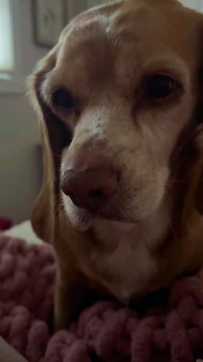 Daisy loves a little sweet treat. ♥️ | The Tipsy Housewife