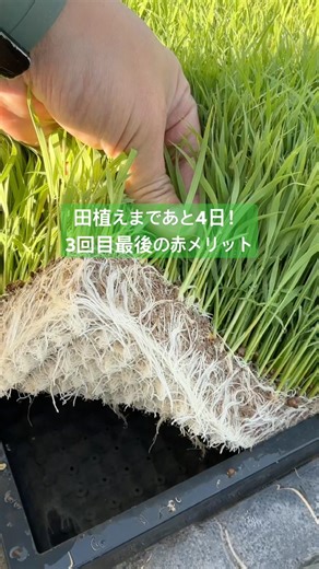 密苗植えるまであと4日！ #密苗 #密播 #田植え