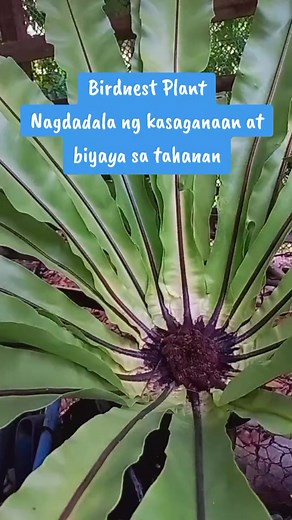 Birdnest Plant feng shui: Kasaganaan at biyaya sa tahanan