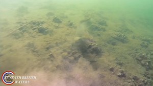 233K views · 2.2K reactions | The European Eel. not often i come...