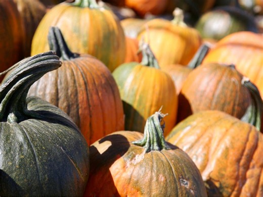 Beverly Pumpkin Smash Returns For 2023