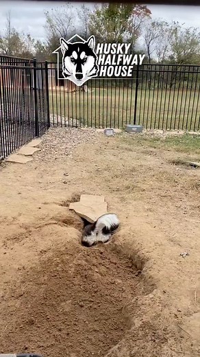 128K views · 44K reactions | Sunday Shenanigans Throwback to one of the moments the Halfway Huskies demonstrated why we couldn’t just cover the holes with big rocks..... #becausehusky And yes… that glare was a whole sentence and yes, we filled the hole.  #becausehusky #SundayShenanigans #HalfwayHusky | Husky Halfway House | Facebook