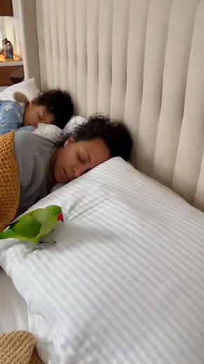 Parrot funny jokes 😂🤣 #talkingparrot #parrotcomedy #funnyparrot #parrot #viralreels #sunday #morning | Green Bird Videos