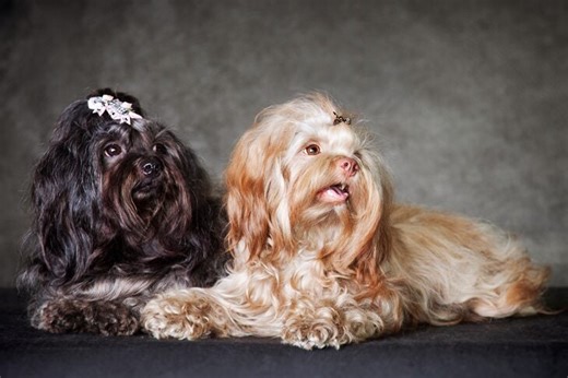 Facts About the Russian Tsvetnaya Bolonka You May Not Know