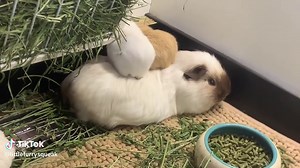 Understanding Guinea Pig Gender Identification