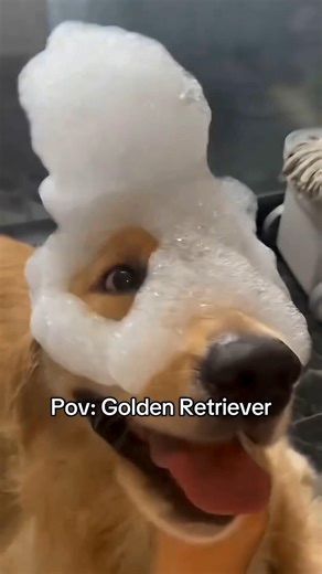 Who is this BATMAN 🐕🤣🥷 #goldenretriever #dog #puppy #pets #cutedog #cute #funny #viral #fypシ