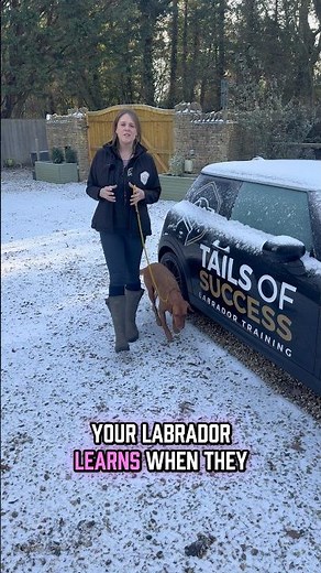 Can you spare a minute to train your Labrador?