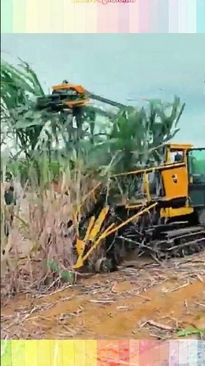 This Automated Machine is the Future of Sugarcane Harvesting! 🚜💨