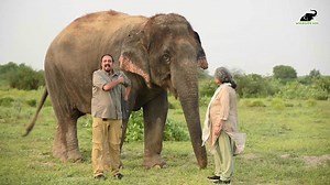 Join the Wildlife SOS Ele Earth Walk - the virtual run/walk that helps save elephants. Thousands of supporters across the globe will be walking in unity to raise funds and awareness to the plight of elephants. Even our cofounders have started their training, seen here with the Munchkin Herd comprising of Chanchal, Laxmi, and Bijli. Register at wildlifesos.org/elewalk | Wildlife SOS