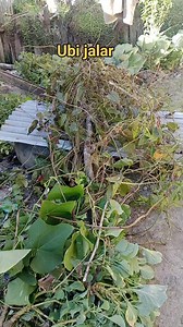 2K views · 25 reactions | Makanan ternilai mahal di papua Pegunungan hanya Ubi jalar dan ada nilai tertentu dari nenek moyang kapan pun tidak pernah hilang ada untuk selamanya #PanenUbiJalar #MakananTermahaldigunung #PapuaPegunungan #Jangkauanluas | Yeska Yohame | Facebook