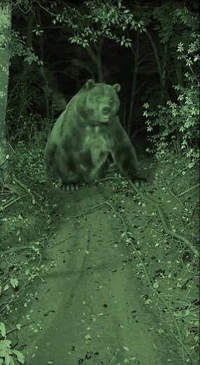 The Giant Grizzly Stood Up and Revealed Its True Size 🐻