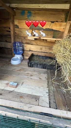 Happy Bunny🐇 #bunny #rabbit