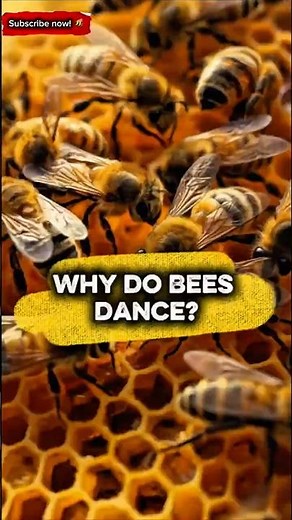 🐝 The Secret Life of Bees – Amazing Facts!